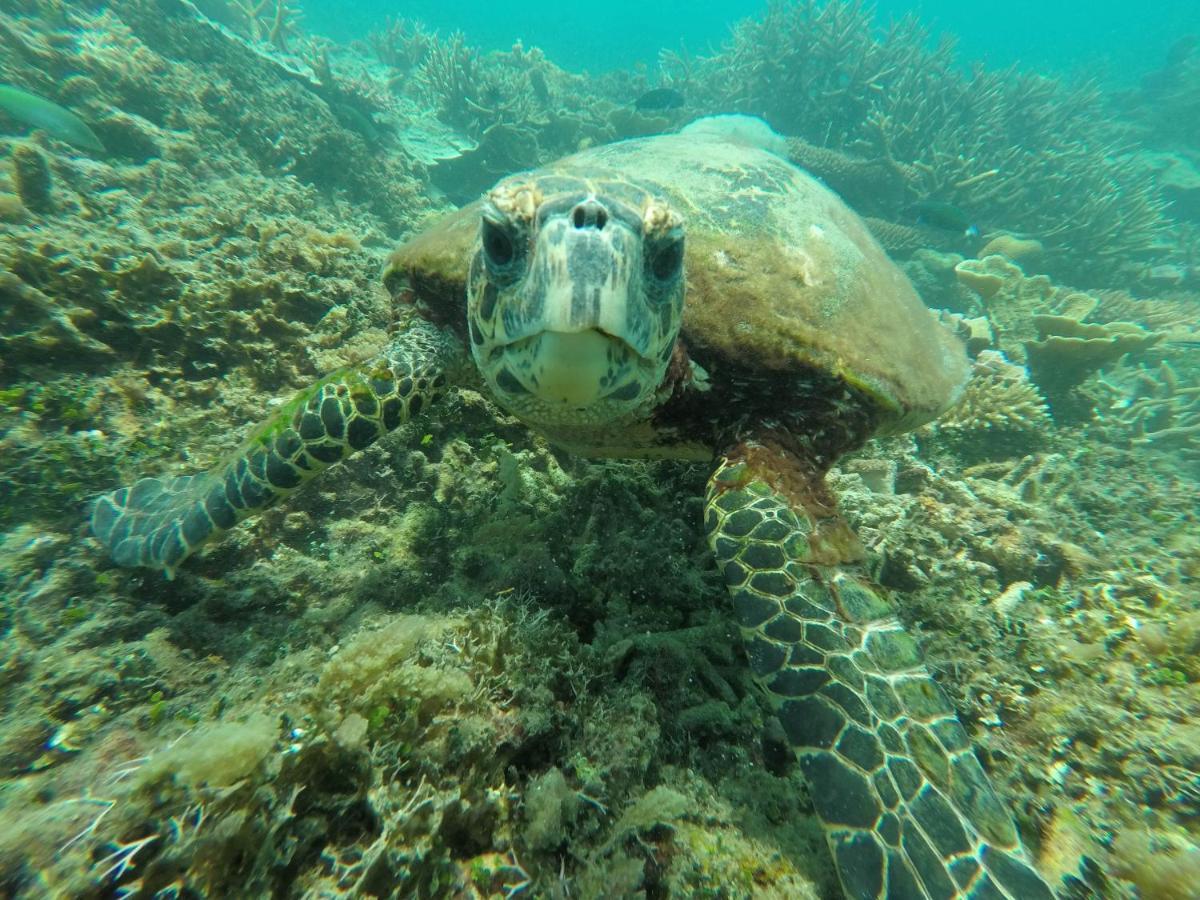 Bushman Tioman Kampong Juara